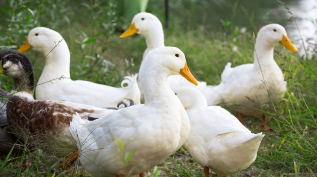 responsible down ducks