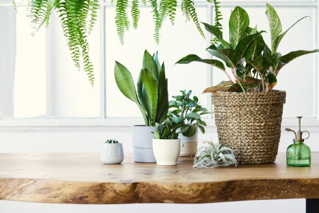 plants on table top