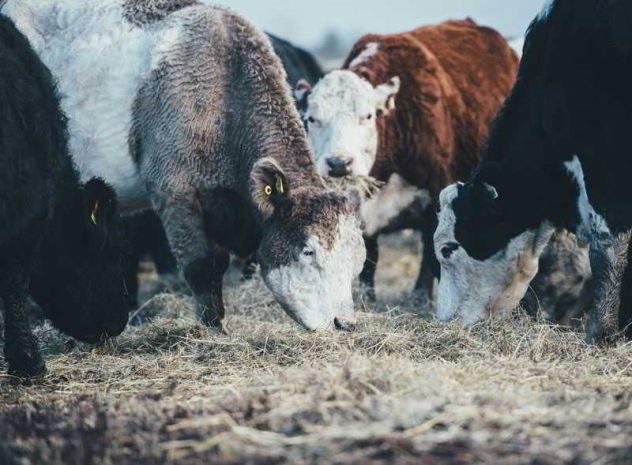 beef bull breeding